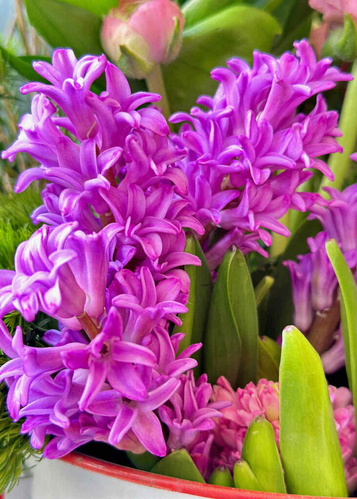 Purple Hyacinth 