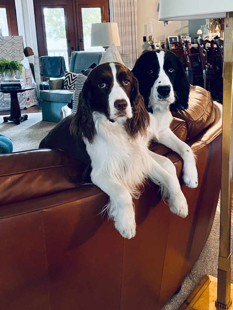 Two Springer spaniels on the couch 