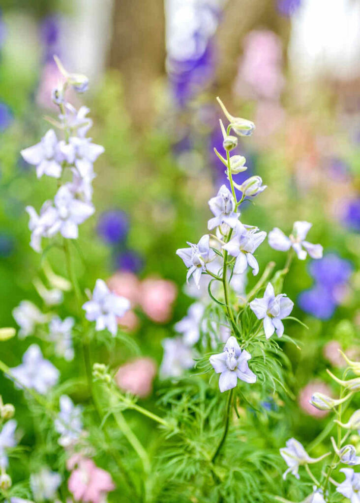 -Larkspur in the garden-