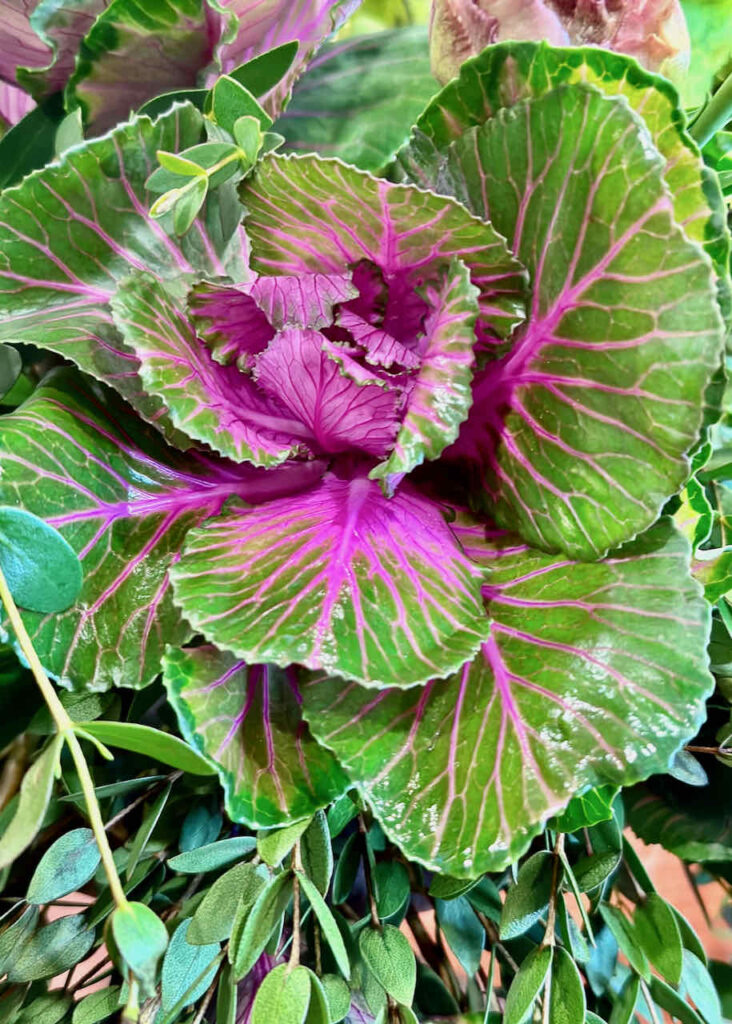 ornamental cabbage- best flowers for Easter