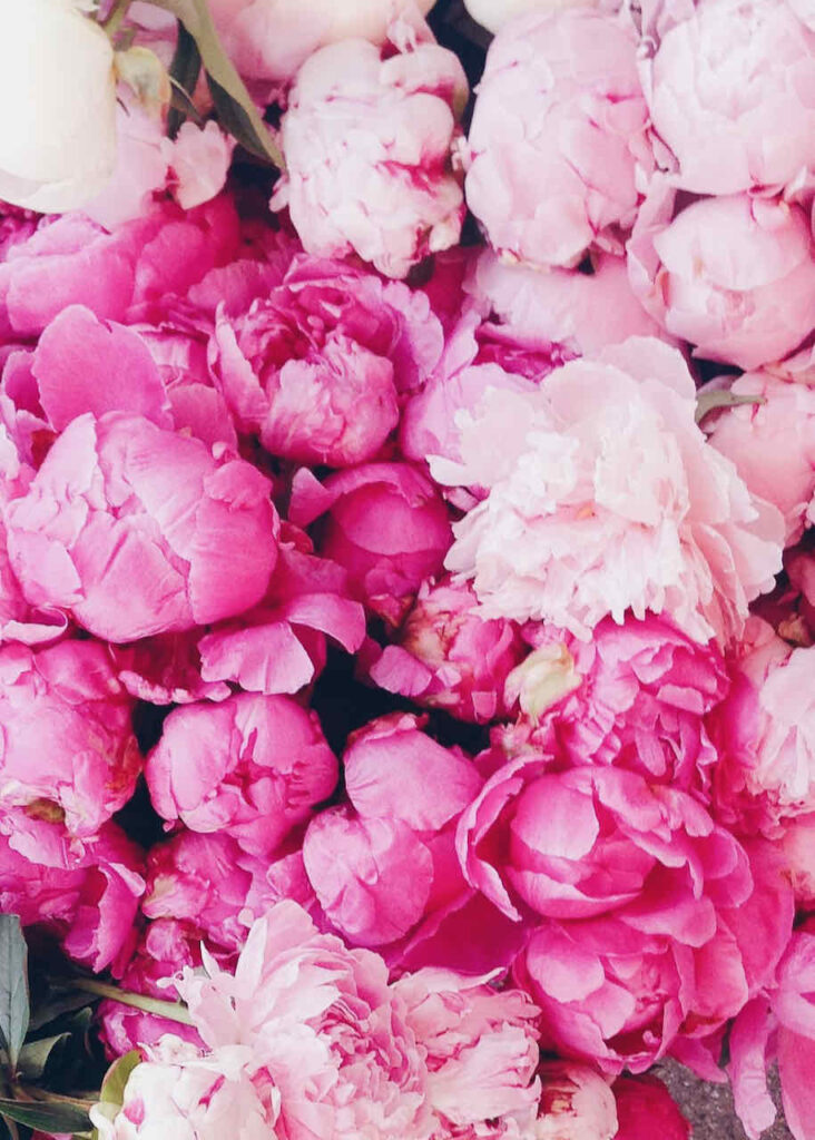 21 flowers for Easter- Pink peonies 