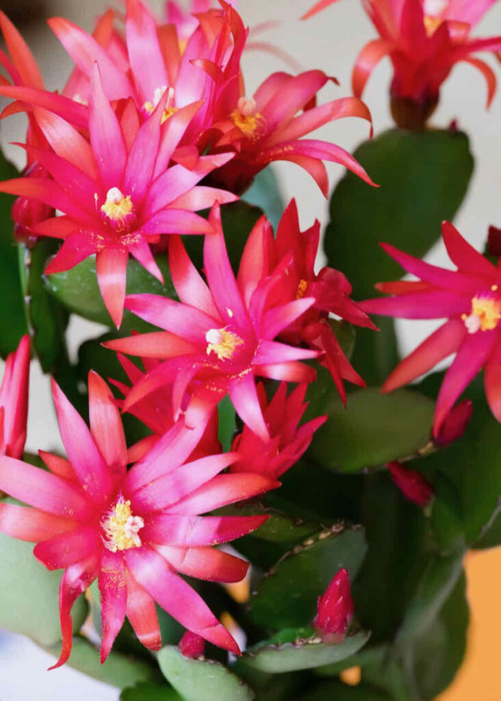  a red Easter Cactus 