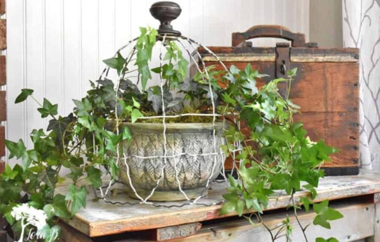 fresh ivy plant under a wire cloche