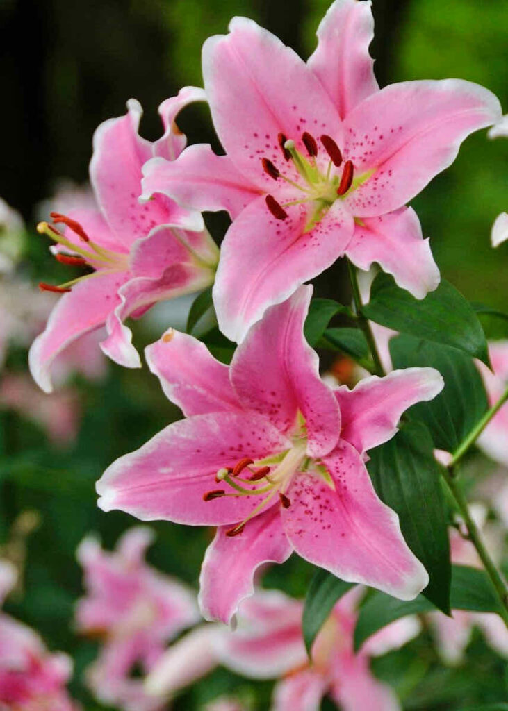 21 of the best plants and flowers for Easter- Stargazer Lily 