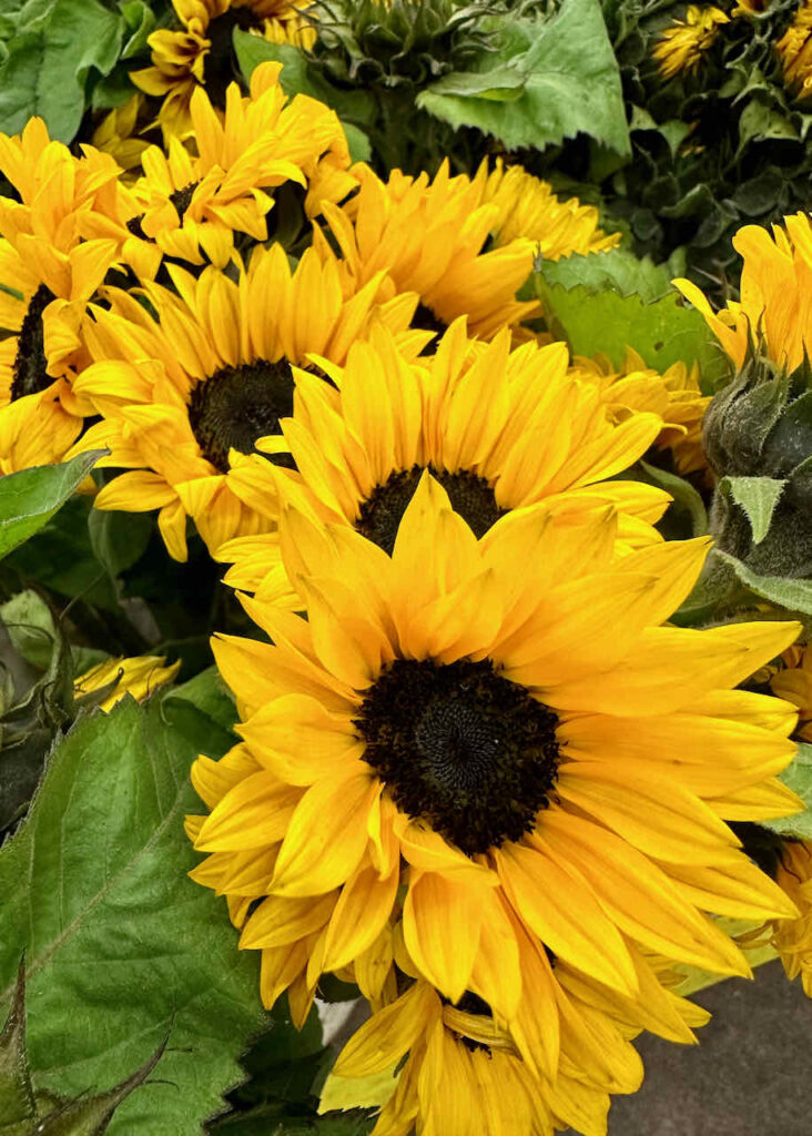 Close-up of a bunch of vibrant yellow sunflowers with dark centers, surrounded by green leaves. The petals are wide open, showcasing the flowers in full bloom, creating a bright and cheerful display.