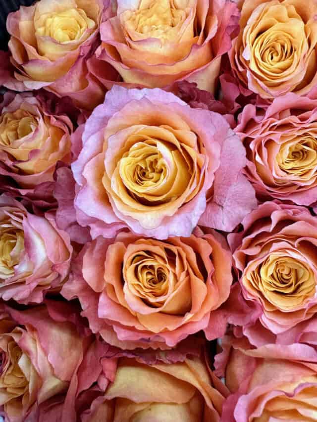 Rose of pink, orange and cream