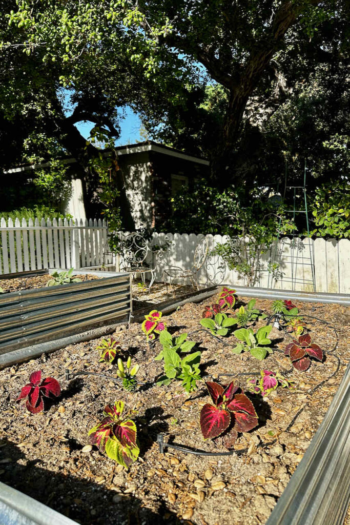 A raised flower bed filled with coleus and fox gloves that are just starting to grow. 