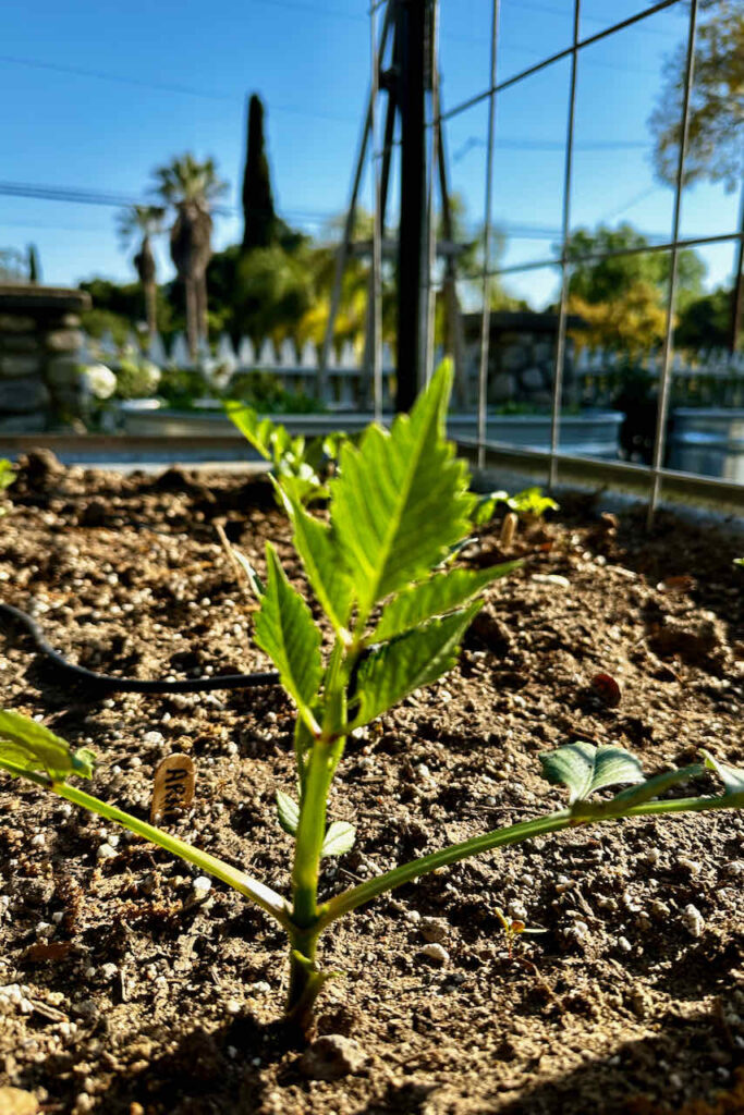 A dahlia tuber has started to comeu p out of the dirt.