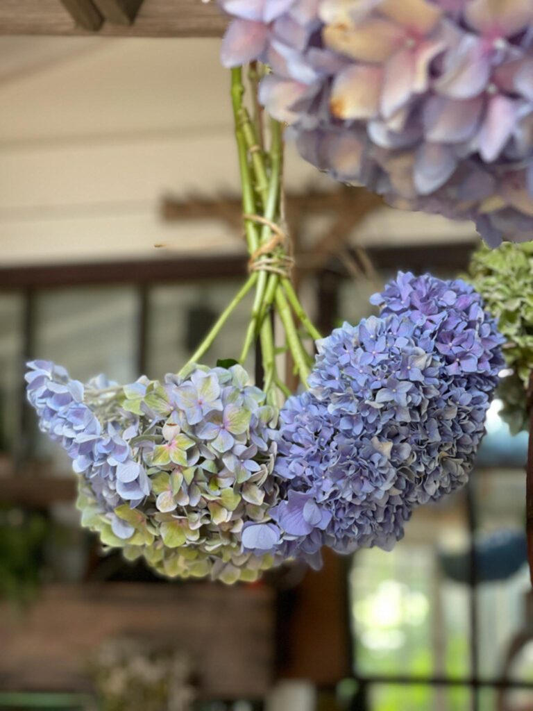 hydrangeas hanging in a bunch from a ladder hanging from the roof. 