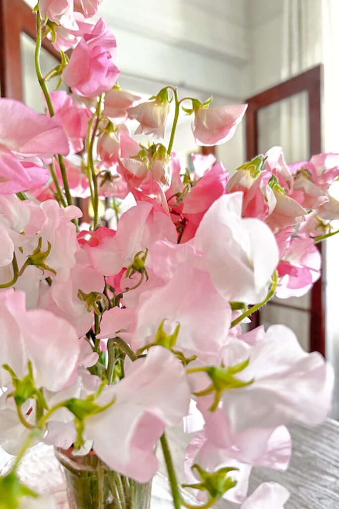 The Best Quick and Easy Sweet Pea Floral Arrangement-Colors of pin and white sweet peas up close 