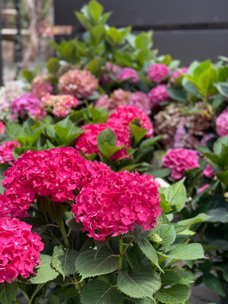 bushes loaded with pink hydrangea blooms 