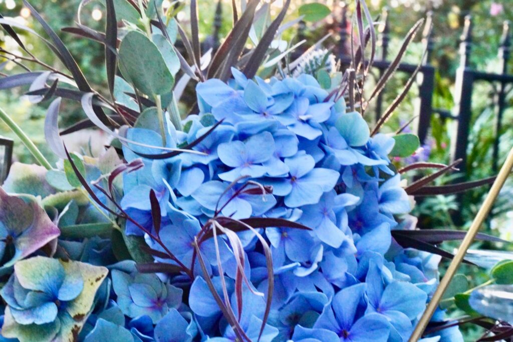blue hydrangeas