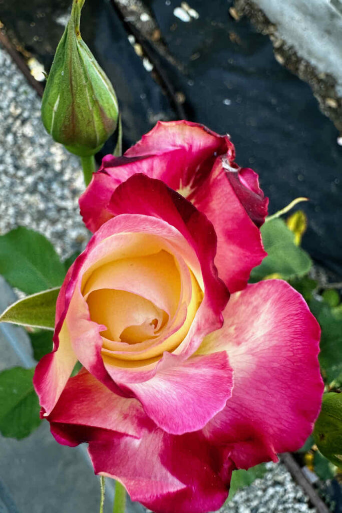 Double Delight rose bud just starting to open 