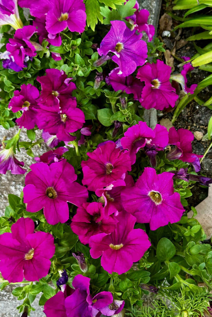 An assortment of vibrant magenta petunias in full bloom, with clusters of green leaves interspersed among the flowers. Some partially wilted blooms and surrounding foliage are visible, accentuating the vividness of the fresh flowers.