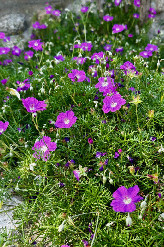 Purple flowers in the garden