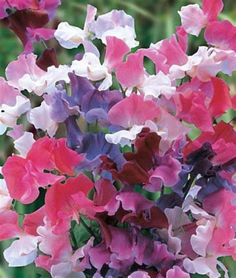 A bouquet of old fashioned sweet pea flowers