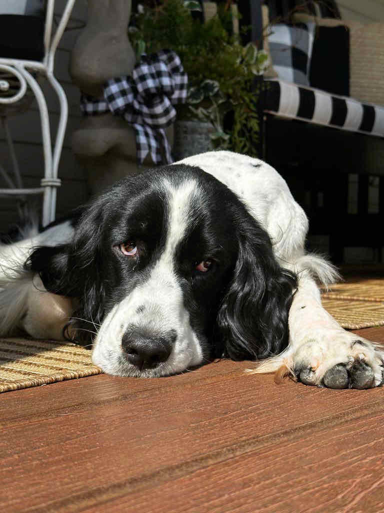 A sweet black and white springer spaniel dog relaxing on the front porch in front of the black and white bench with a rabbit behind him. A black and white checkered bow around his neck.