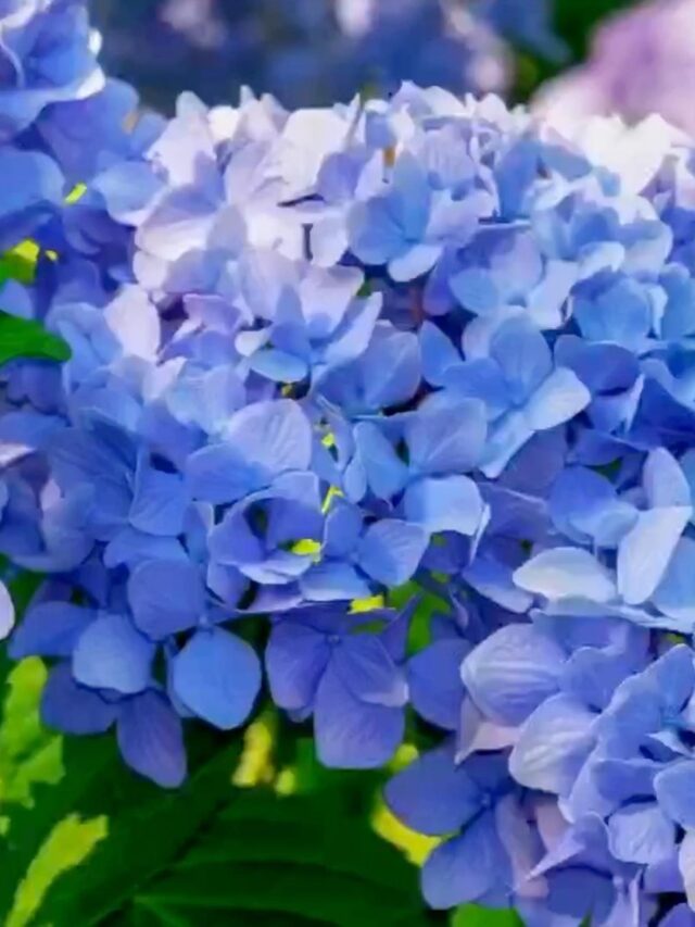 blue hydrangeas