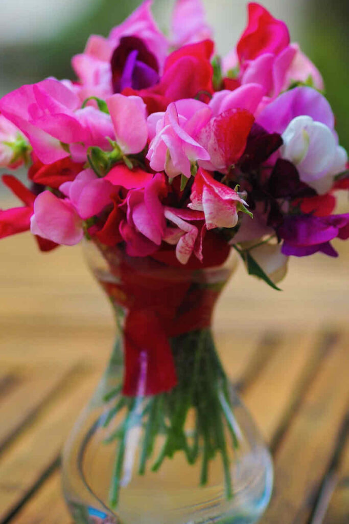 Simple sweet peas arrangement n a glass vase. Color are pink, red and purple 