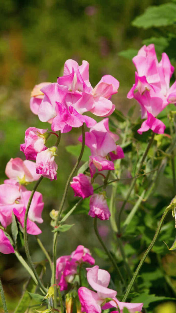 Sweet Pea flower arrangements-Bright pink Sweet peas growing in the garden 