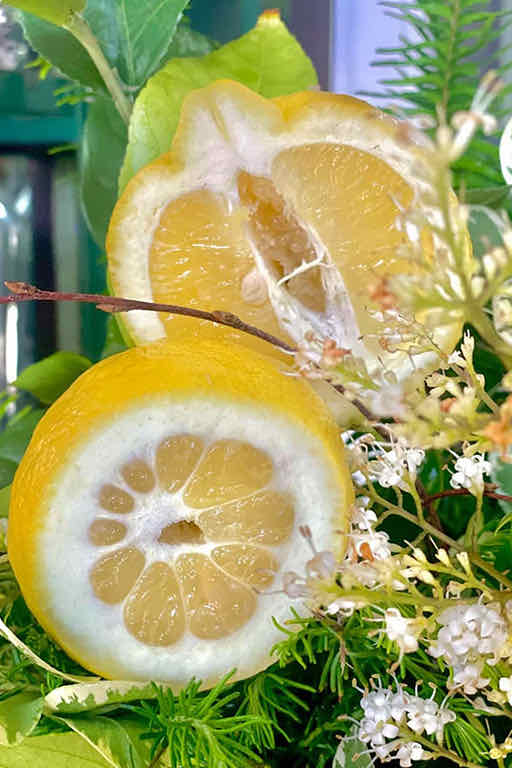lemons-a picture of sliced lemons in a flower arrangement 