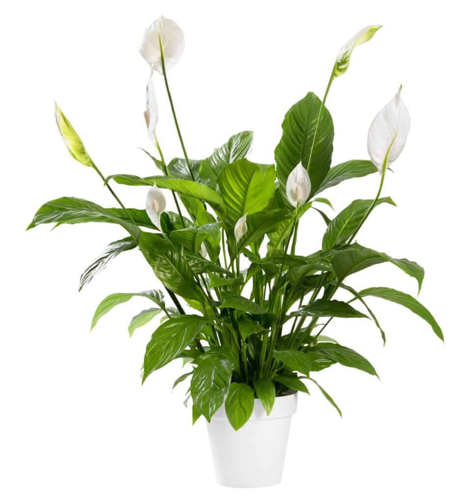 White peace Lily Plant 