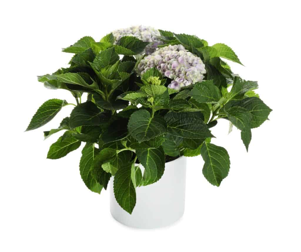 How to decorate with plants- white hydrangea in a white pot 