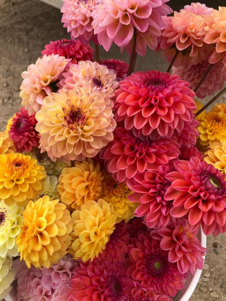 Red, yellow, pink, and coral colored dahlias