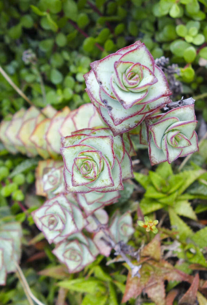 Crassula Perforata succulent plant; hotel park in California