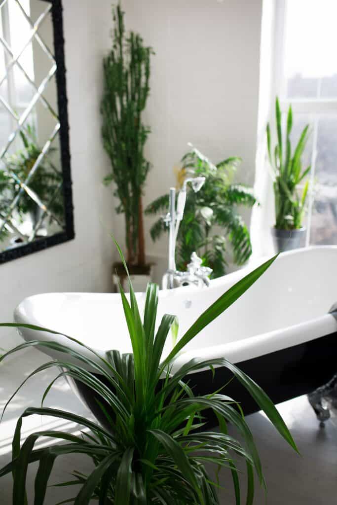 Black and white bathroom with plants 