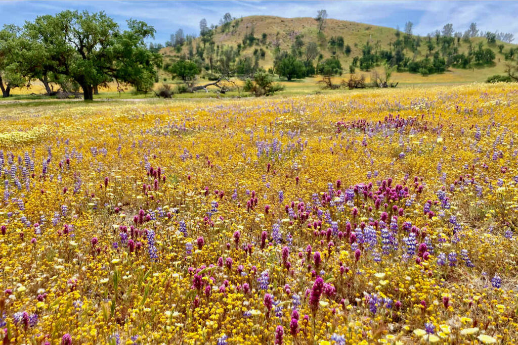 Wildflowers of California - a filed of yellow, purple and pink flowers 