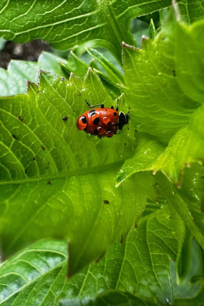 lady bug on a leaf with water droplets