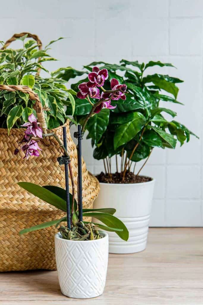 How to decorate with plants- three plants decorating my office. A large ficus in a basket, an orchid in front and a Pothos in the back. 