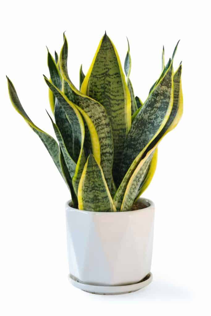 How to decorate with plants- snake plant in white pot 