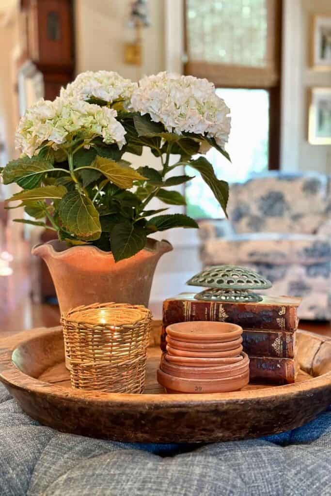 How to decorate with plants- white hydrangea bush on the coffee table with old books, clay saucers and a wicker candle all sitting on a wooden tray.