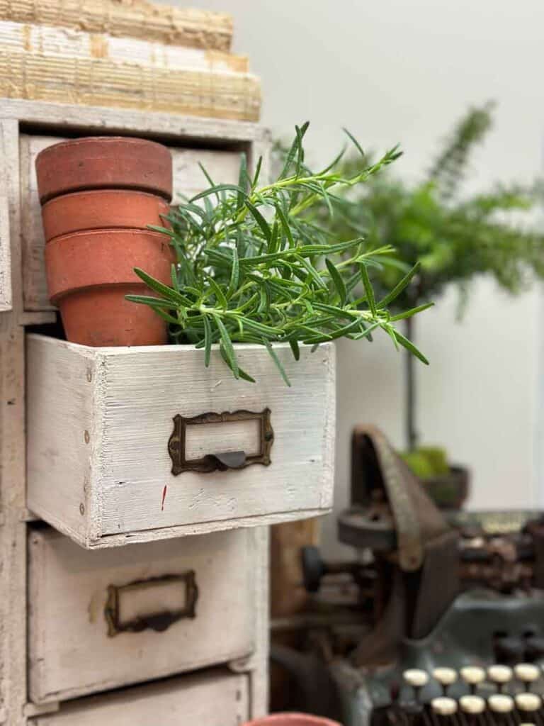 How to decorate with plants- a wood card file with drawer open and filled with rosemary and red clay pots.