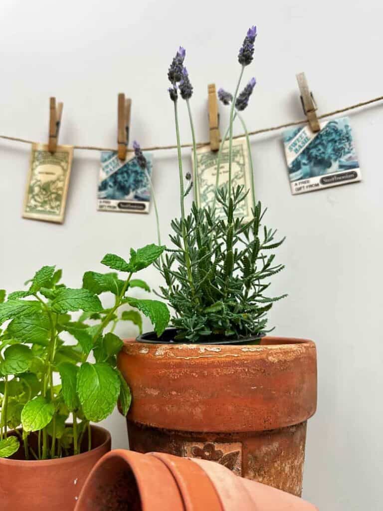 lavender and mint in a pot with hanging vintage seeds on the wall behind them.