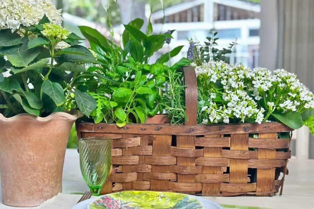 How to decorate with Plants- a basket full of indoor plants on the kitchen table.