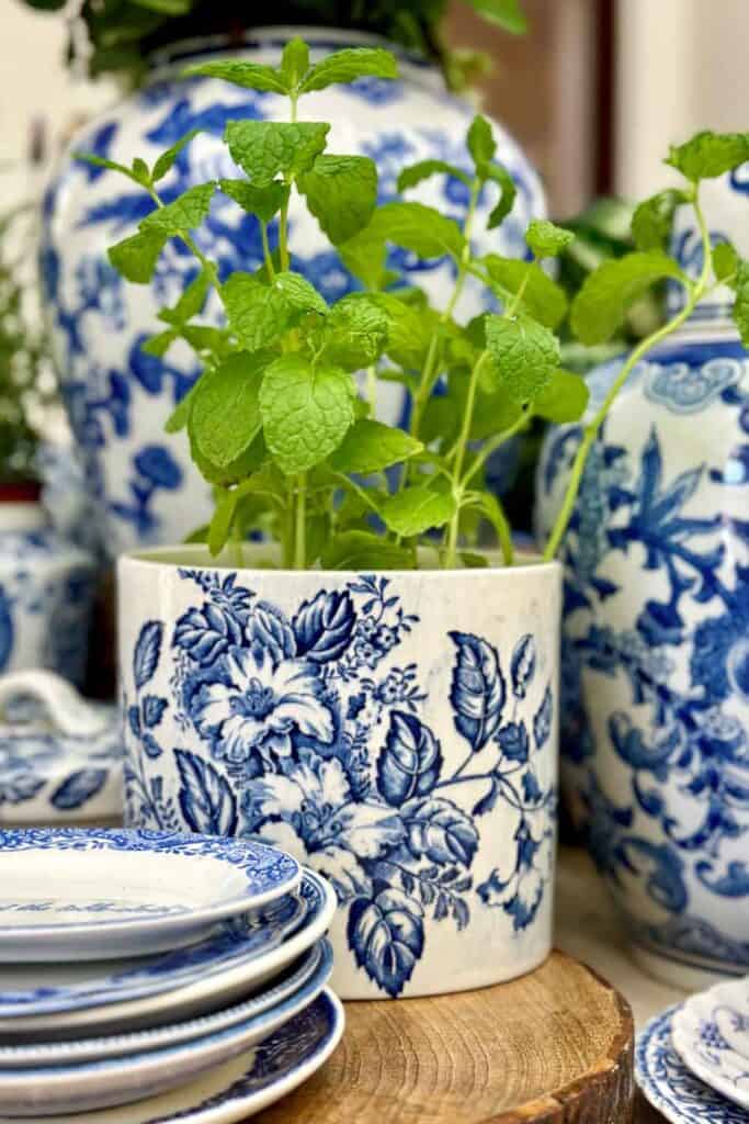 Blue and white ginger jars on the dining room table filled with green plants
