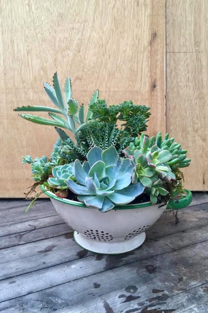 A vintage white strainer filled with small rocks, moss and an assormtent of green succulents