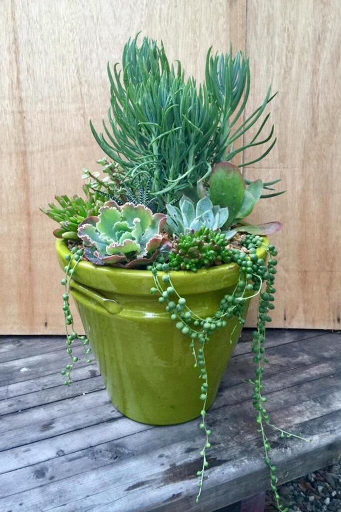 How to use succulents to create floral arrangements - succulent planter using a bright green clay pot with an assortment of tall and draping succulents