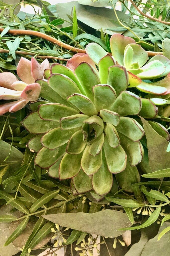 close up of succulents from the table arrangements of a wedding centerpiece
