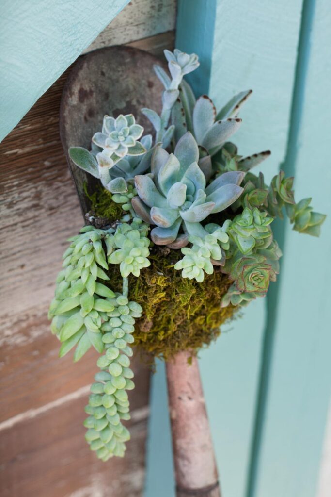 How to Use Succulents in Beautiful Floral Arrangements- a shovel turned upside down and turned into a succulent planter