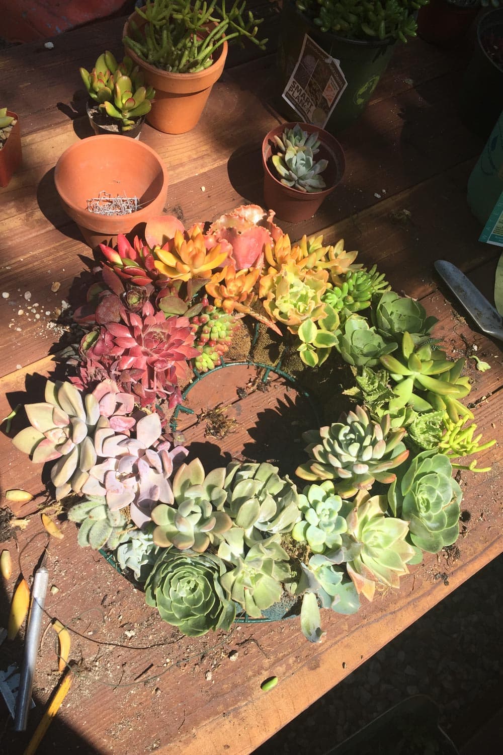 How to Use Succulents in Beautiful Floral Arrangements- finished rainbow succulent wreath