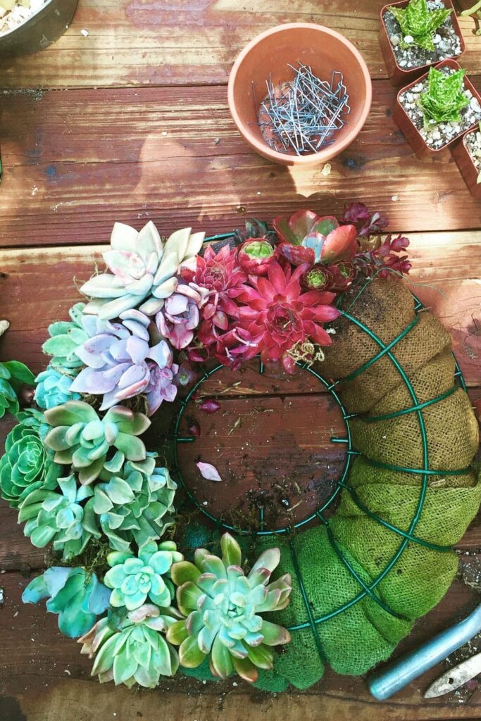 How to Use Succulents in Beautiful Floral Arrangements- wreath that is half planted with succulents of green and red 