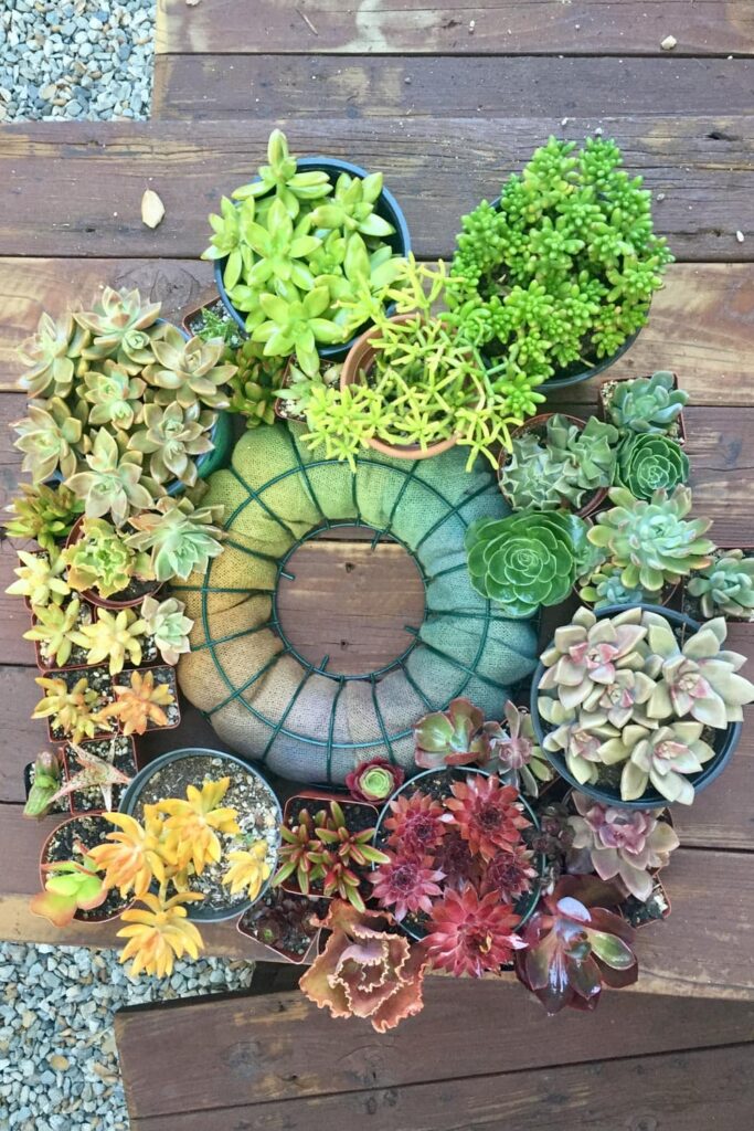 How to Use Succulents in Beautiful Floral Arrangements-rainbow colored succulents around the rainbow wreath frame before planting 