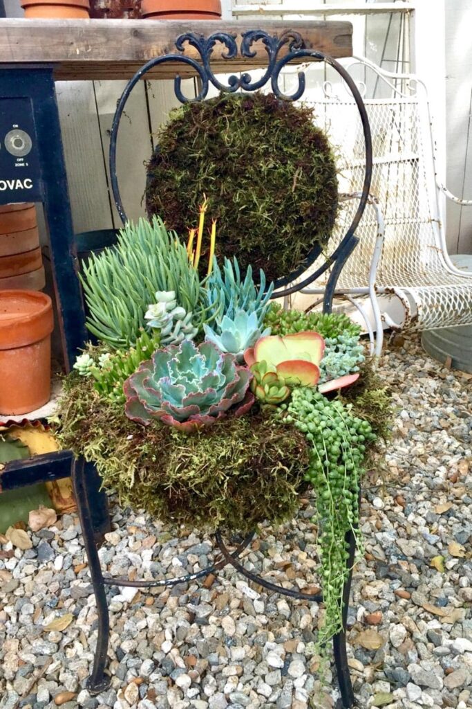 A metal chair sitting on a front porch lined with moss and planted with succulents