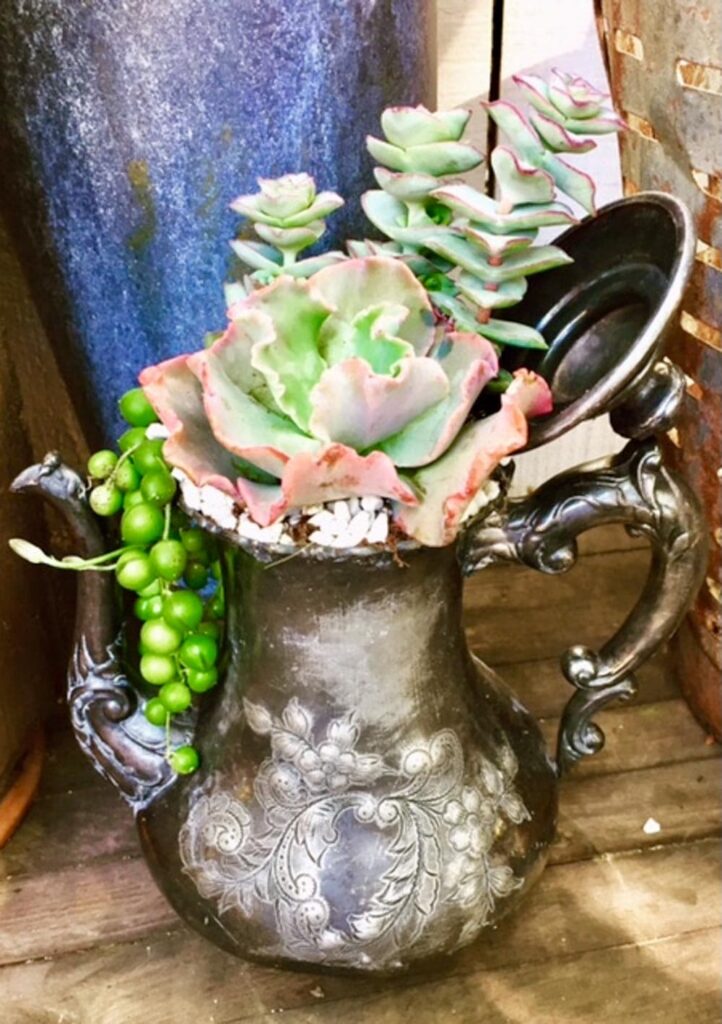 Vintage silver teapot filled with succulents