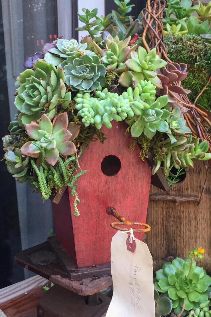 A red wood birdhouse with the roof planted with succulents. 