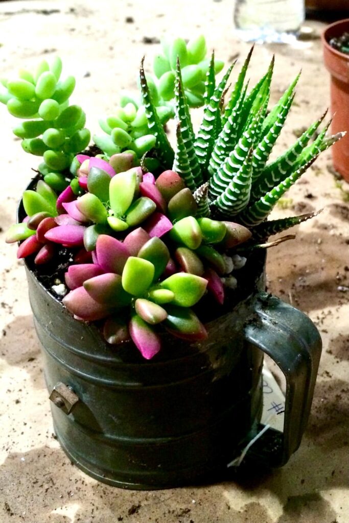 A variety of colorful succulents planted in a rustic, weathered sifter. The arrangement includes green, pink, and striped plants, and the mug is placed on a surface scattered with some soil. A small potted plant can be seen in the background.